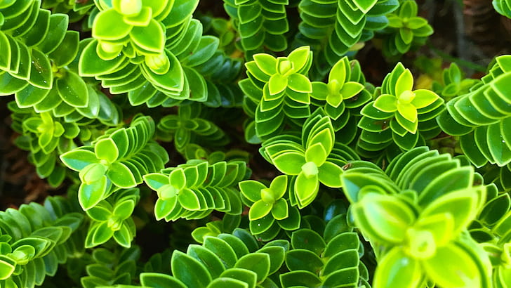 nature plant leaves green flora growth botany, green leaf plant, HD wallpaper