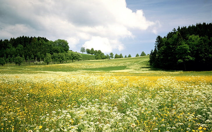 green grass field, landscape, flowers, trees, nature, plant, cloud - sky