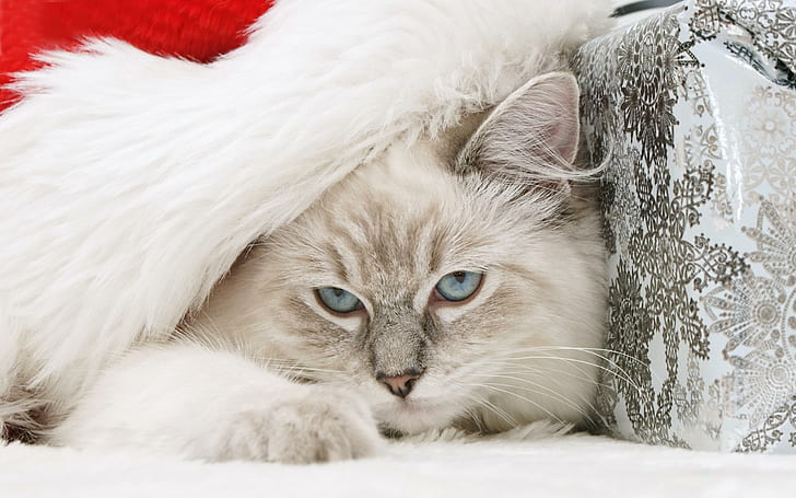 Lovely Kitty, new year, holidays, blue eyes, nice, white, sweet, HD wallpaper