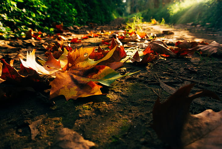 Autumn leaves, Nature, Sunset, sunrise, forest, park, trees, colorful, HD wallpaper