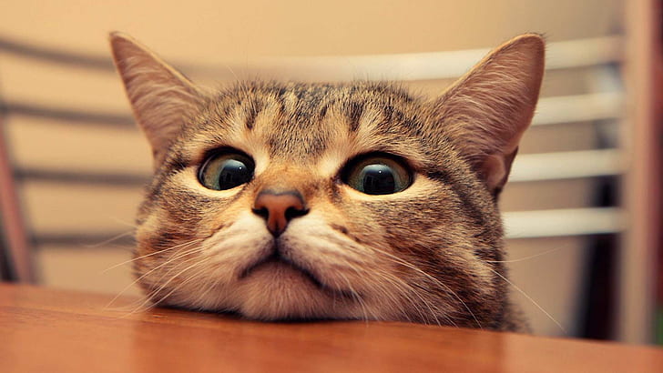 Peeking Cat HD, cute, eyes, table, HD wallpaper