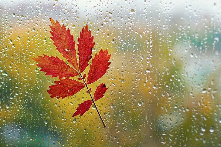 HD wallpaper: red leaves, autumn, glass, drops, macro, sheet, rain, window  | Wallpaper Flare