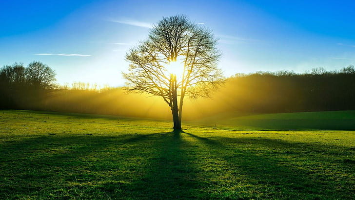 HD wallpaper: Tree, sun, light, summer, forest | Wallpaper Flare