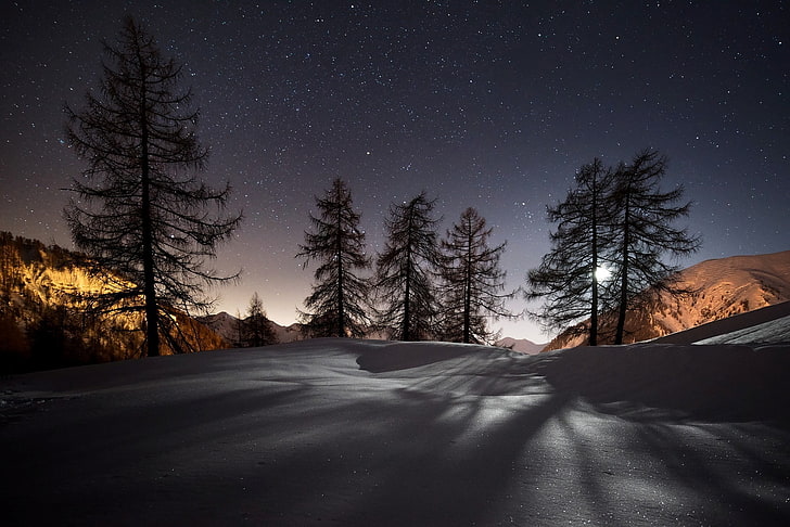 green pine tree, winter, trees, snow, night, landscape, nature