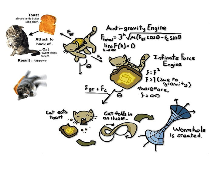cat, humor, physics, HD wallpaper