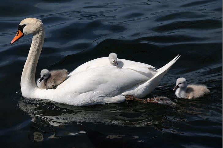 white swan and baby's swan on body of water, cygnets, swan, cygnets