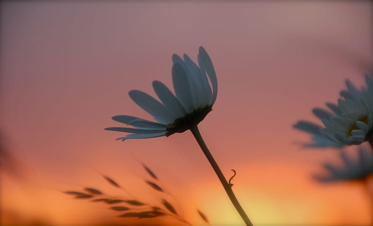white Daisy Flower at golden hour, sunset, softness, nature, plant, HD wallpaper