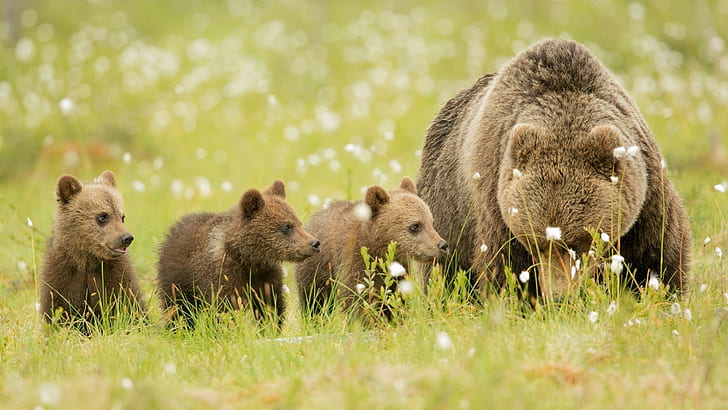 Bears, brown, meadow, bear cubs, family, brown bear and three bear cubs