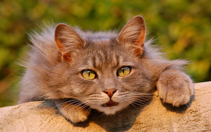 cat, fluffy backgrounds, Look, astonishment