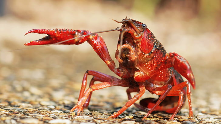 red lobster, Crayfish, ザリガニ, japan, claw, food, close-up