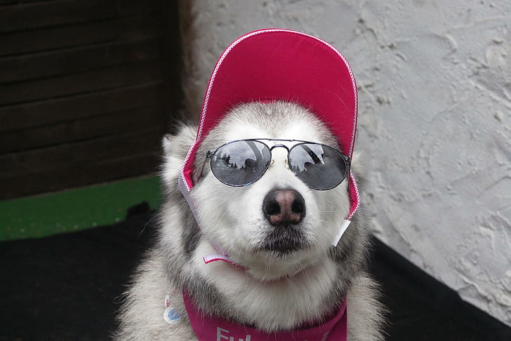 Cool Dog, white and gray husky with sunglasses, malamute, funny