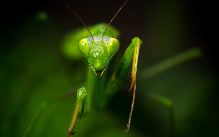 animals, insect, green color, one animal, invertebrate, animal themes, HD wallpaper