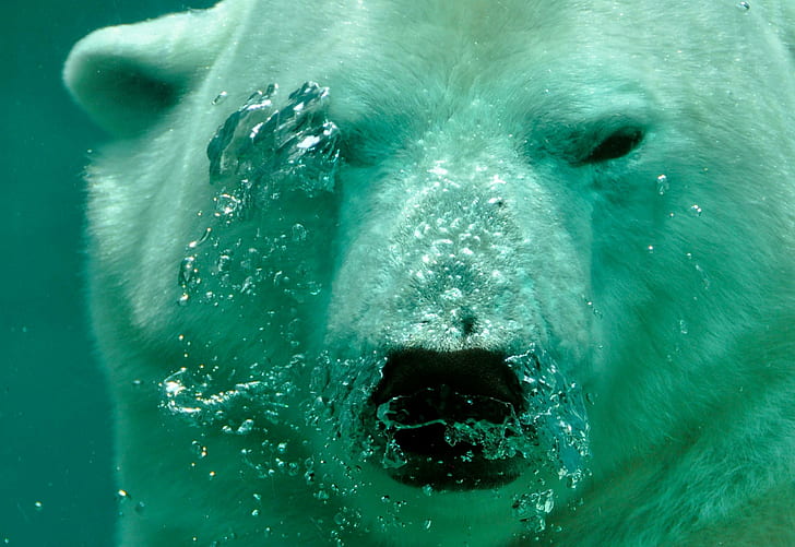 bear, polar, submerged, water, bubbles, breath, air