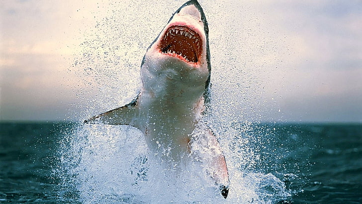 great white shark, sea, water, nature, splashing, motion, one person, HD wallpaper
