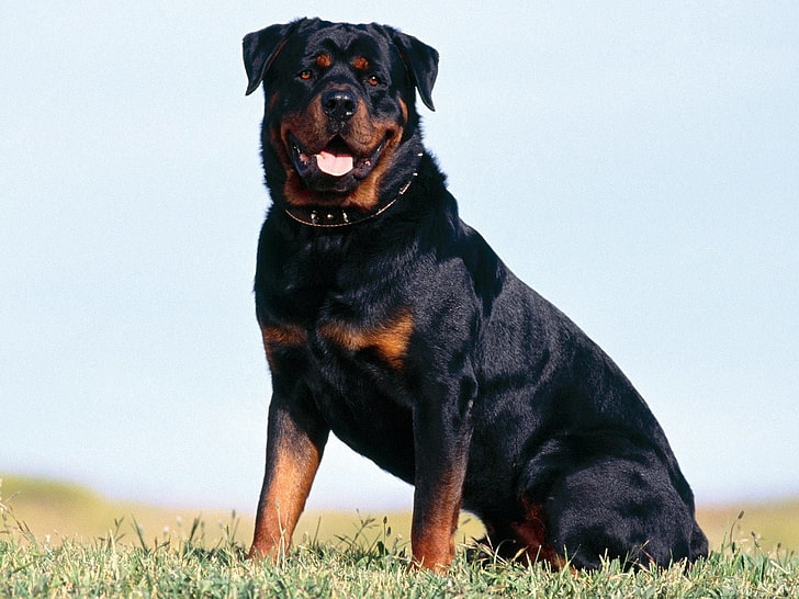 adult black and tan Rottweiler, Dogs, one animal, canine, animal themes, HD wallpaper