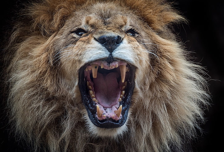 face, Leo, mouth, mane, the king of beasts, fangs, fan of samosas, HD wallpaper