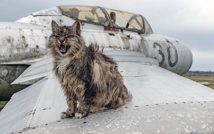 short-haired brown and black cat, animals, wreck, aircraft, pets, HD wallpaper