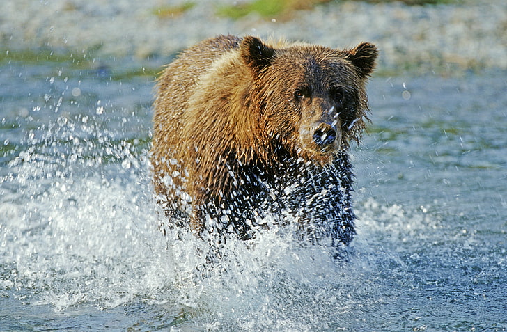 grizzly bear, water, spray, river, brown Bear, mammal, animal, HD wallpaper