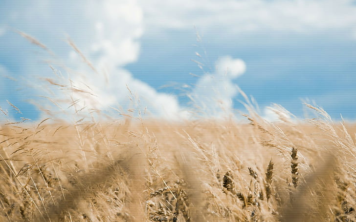 plants, wheat, nature, landscape, sky, HD wallpaper