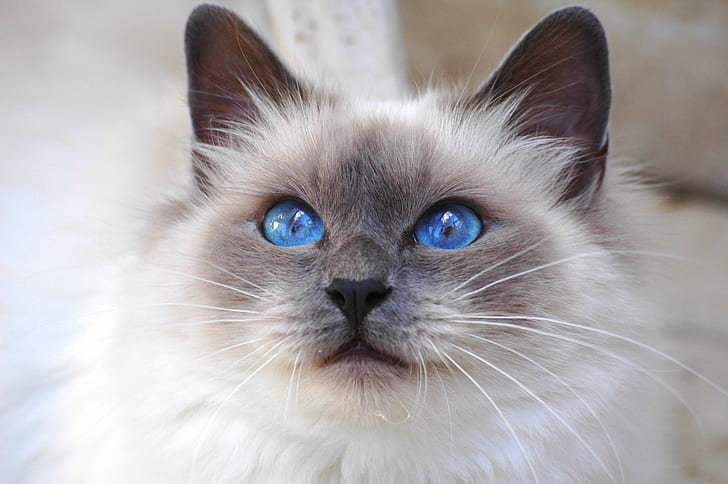 look, Cat, blue eyes, breed, Sacred Birman, Burmese, Saint Birman