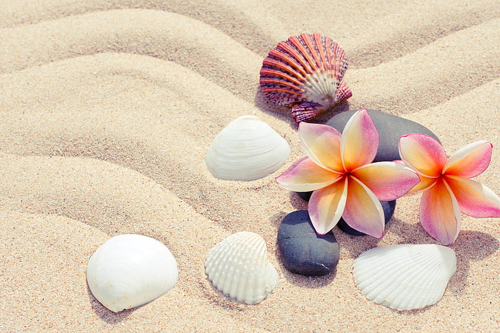 HD wallpaper: white shells, sand, beach, summer, flowers, stones, plumeria  | Wallpaper Flare