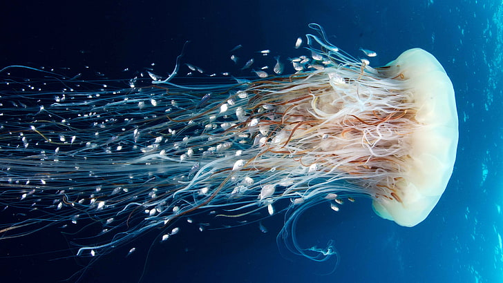 Jellyfish, Rangiroa, 4k, 5k wallpaper, HD, 8k, Pacific Ocean