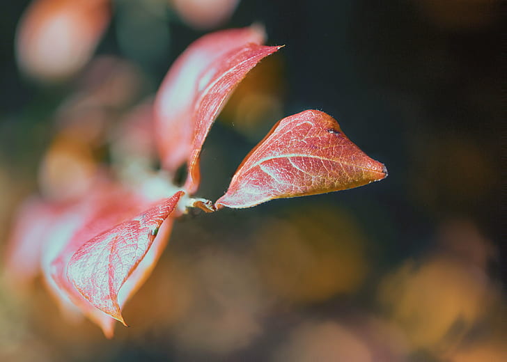 red leaves in Focus lens photography, Autumn Leaves, leaf, fall