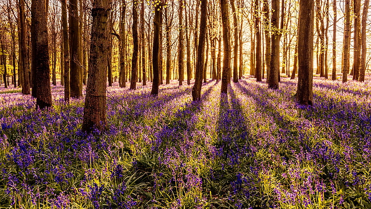 landscape, forest, blue flowers, beauty in nature, plant, purple, HD wallpaper