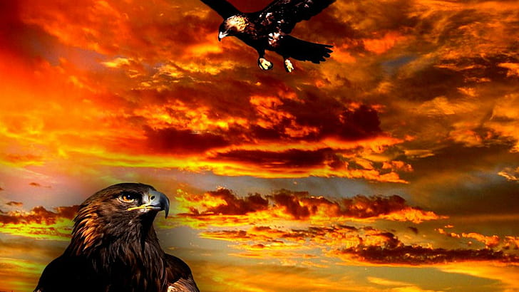 Golden Eagle, nature, baby bird, wildlife, bald eagle, sunset, HD wallpaper