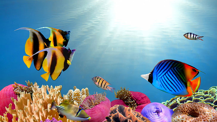HD wallpaper: animals, seawater, ocean, life, cartoon, fish ...