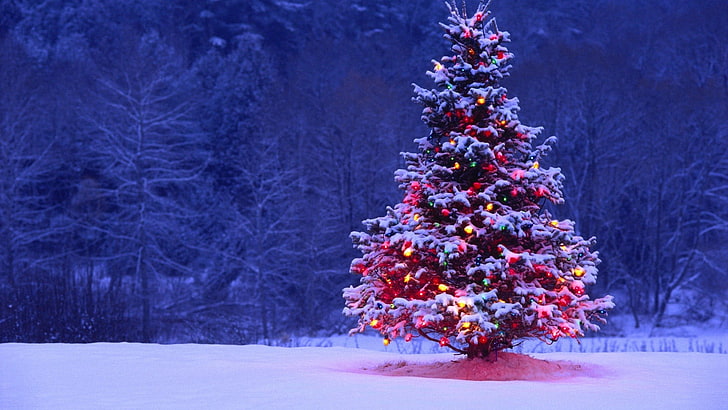 pine tree, Christmas, Christmas Tree, winter, snow, season, nature, HD wallpaper