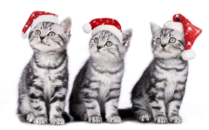 Three cats, kittens, Christmas hat, HD wallpaper