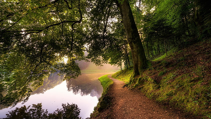 riverside, pathway, forest, HD wallpaper