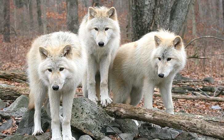 Wolf Pack HD, animals