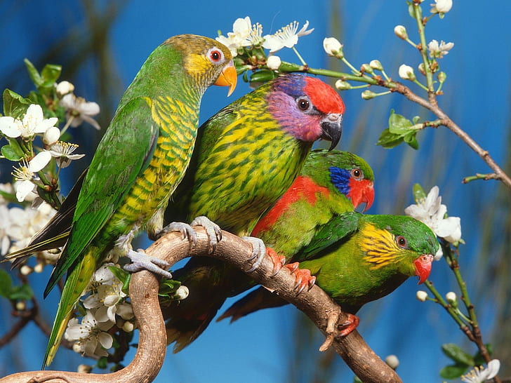HD wallpaper: parrots, colorful, bird