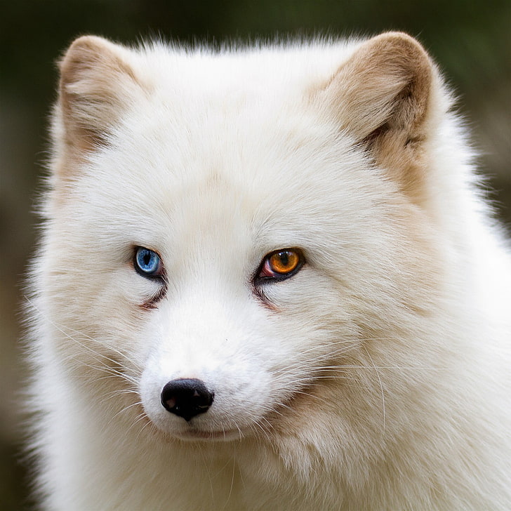white and black short-fur cat, heterochromia, fox, wildlife, looking away, HD wallpaper