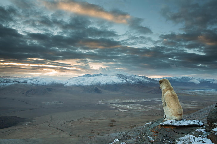 short-coated tan dog, nature, landscape, mountains, cloud - sky