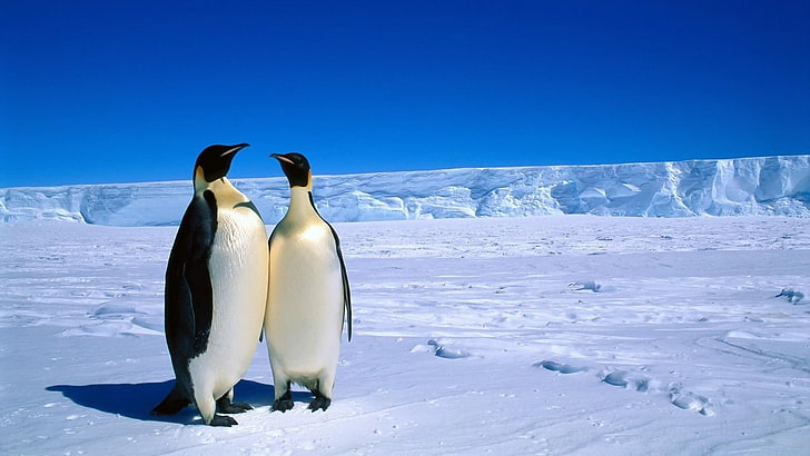HD wallpaper: penguins, snow, birds, animals, nature, landscape, cold  temperature | Wallpaper Flare