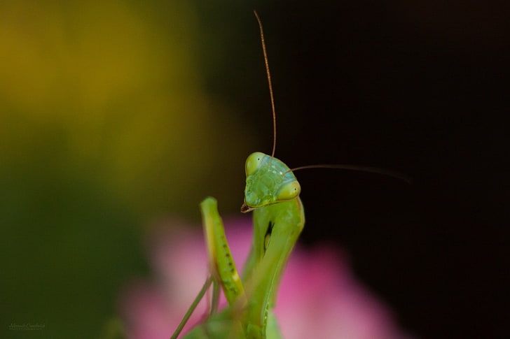 mantis, insect, macro, one animal, close-up, green color, animal themes, HD wallpaper