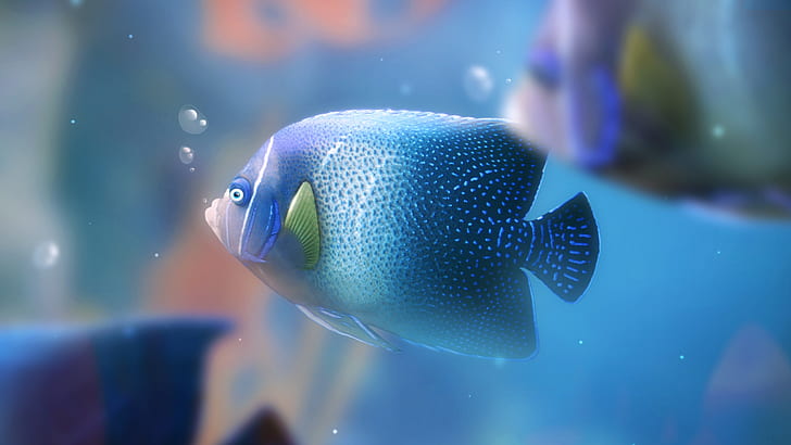 Blue aquarium fish, blue fish, HD wallpaper