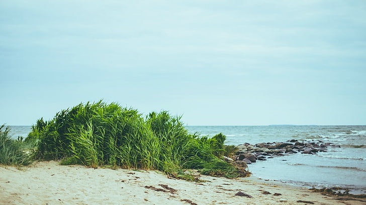 green plants, beach, water, sea, sky, land, beauty in nature, HD wallpaper