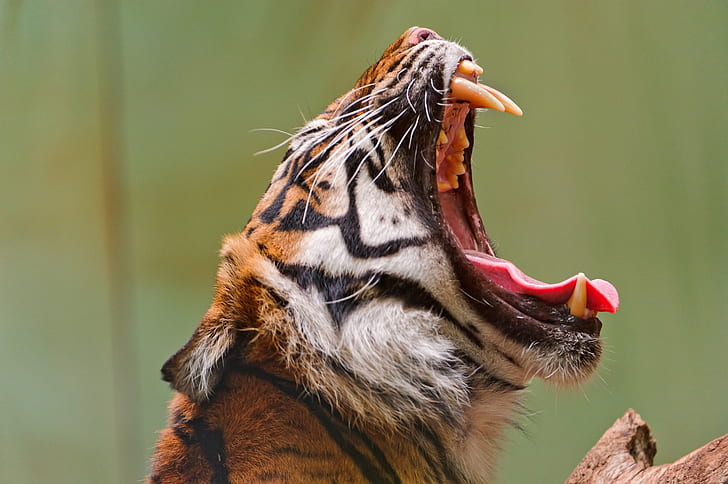 tiger roaring during daytime, tiger II, yawning, open, mouth, HD wallpaper