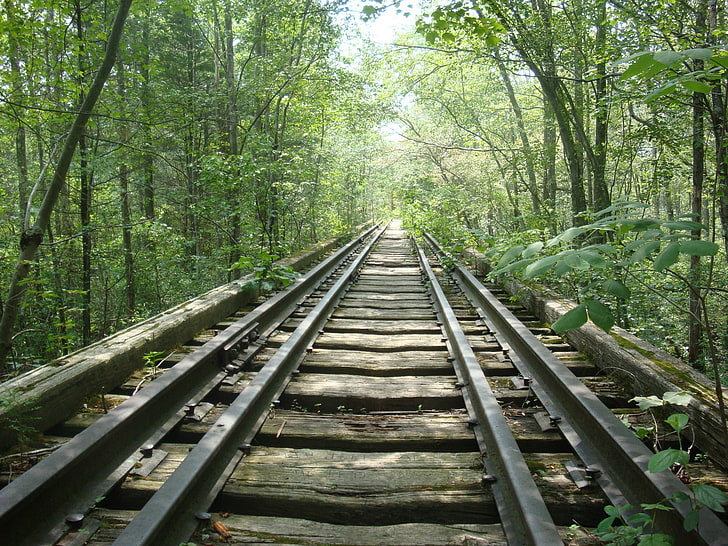 nature, path, railroad track, forest, tree, plant, direction