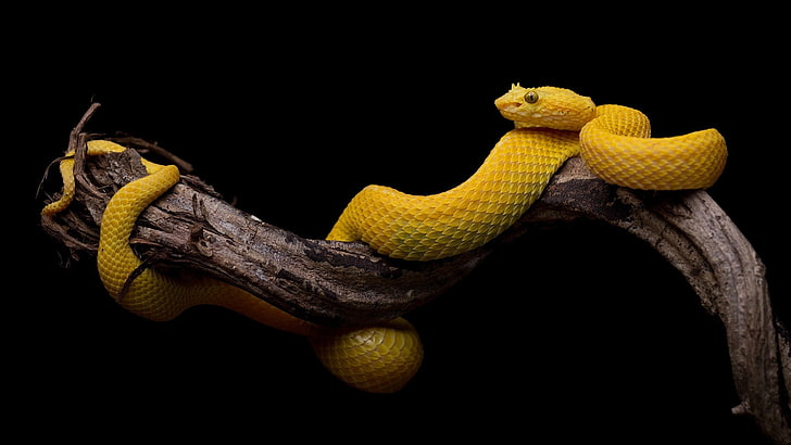 black background, simple, snake, animals, reptiles, yellow, HD wallpaper