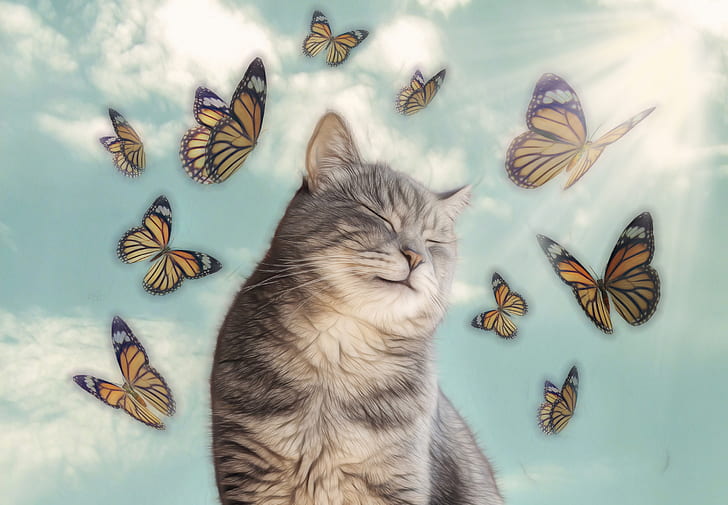 cat, butterfly, bliss