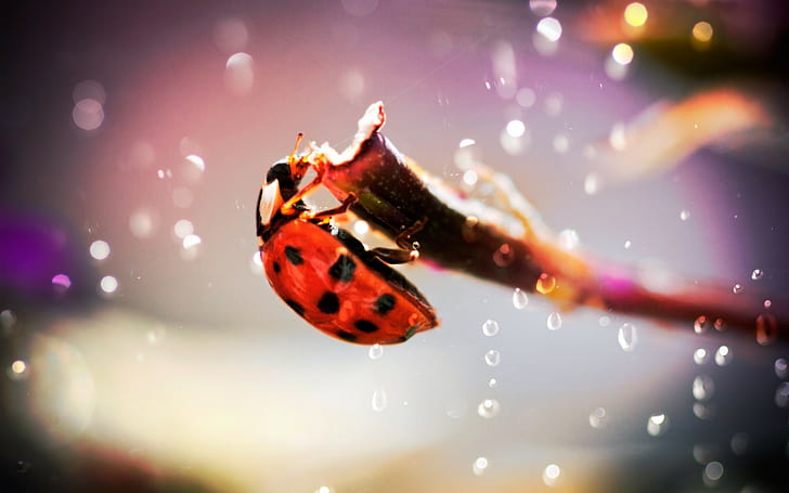 macro, ladybugs