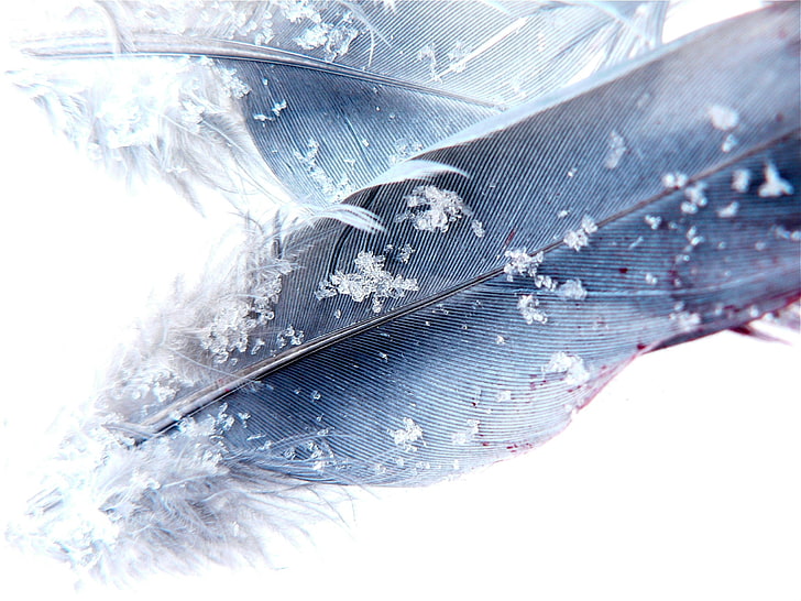 feathers, snowflakes, macro, close-up, cold temperature, ice