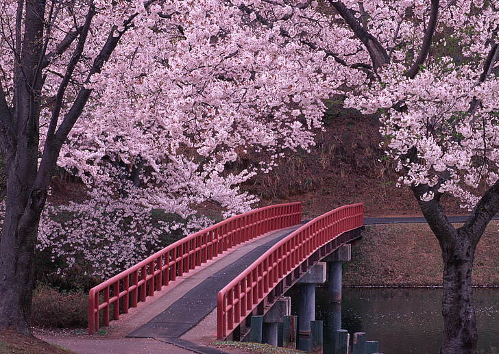 red and brown concrete bridge, Sakura, Japan, tree, cherry Blossom