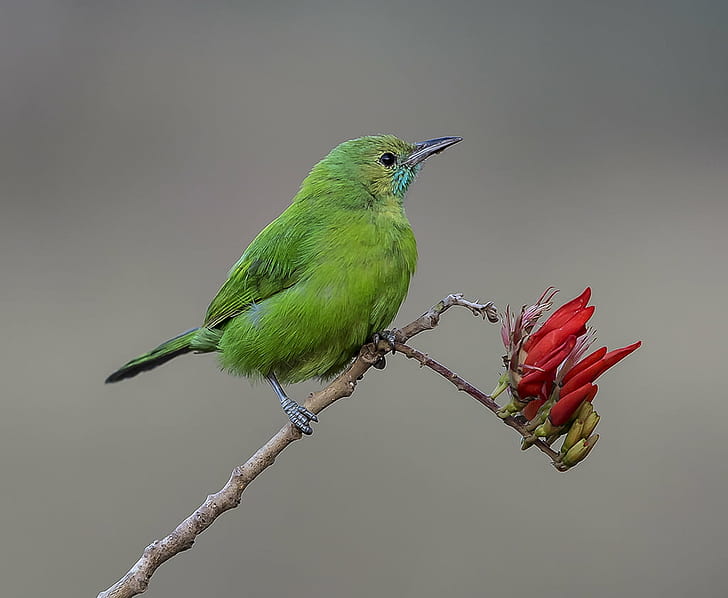 green bird, Golden-fronted Leafbird, Chloropsis, Bangalore, Karnataka, HD wallpaper