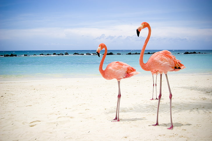 three pink flamingos, sea, beach, nature, sand, bird, tropical Climate